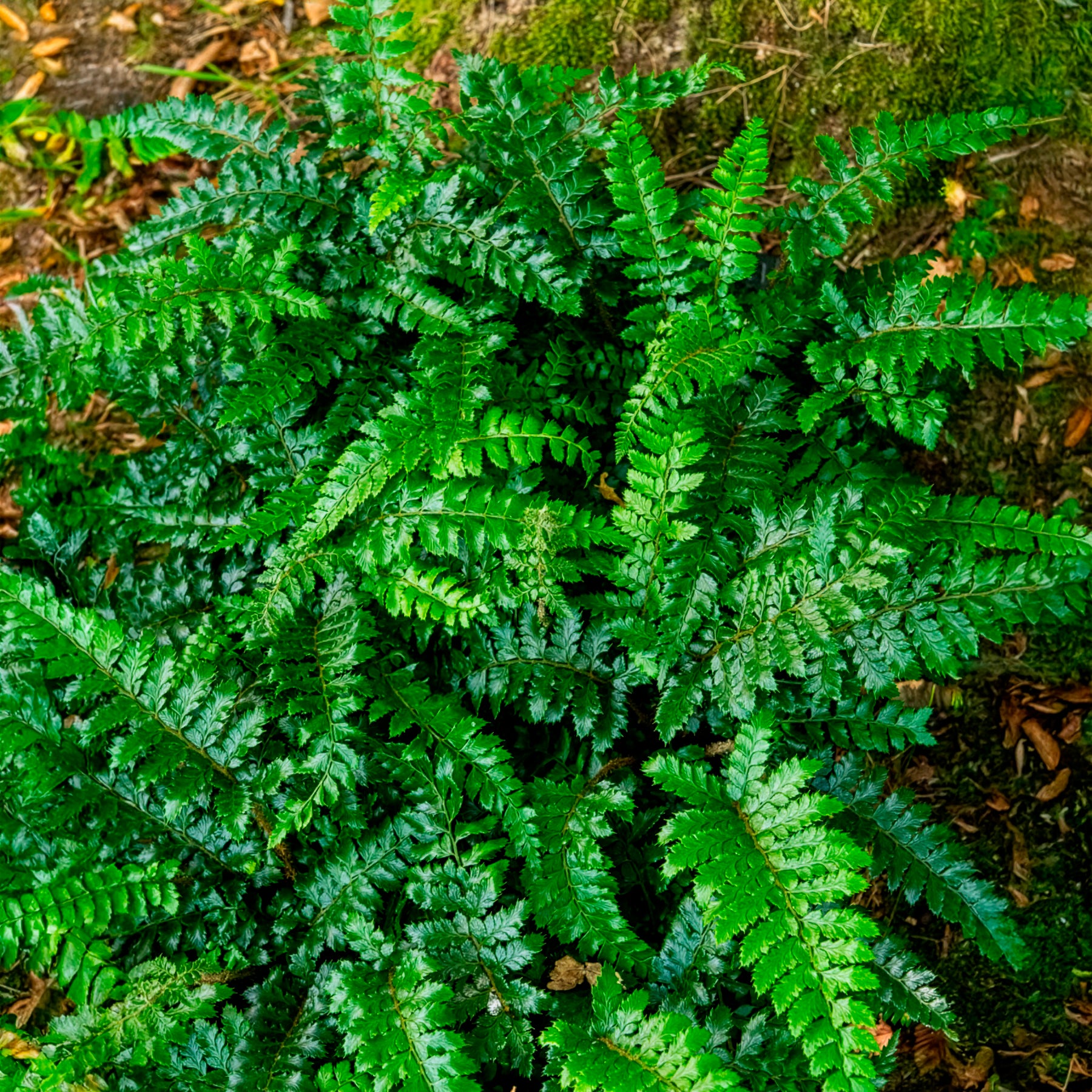 Vente Aspidie du Japon Pattes d'ours - Fougère - Polystichum polyblepharum