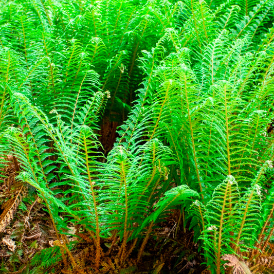 Aspidie à cils raides Dahlem - Fougère - Bakker