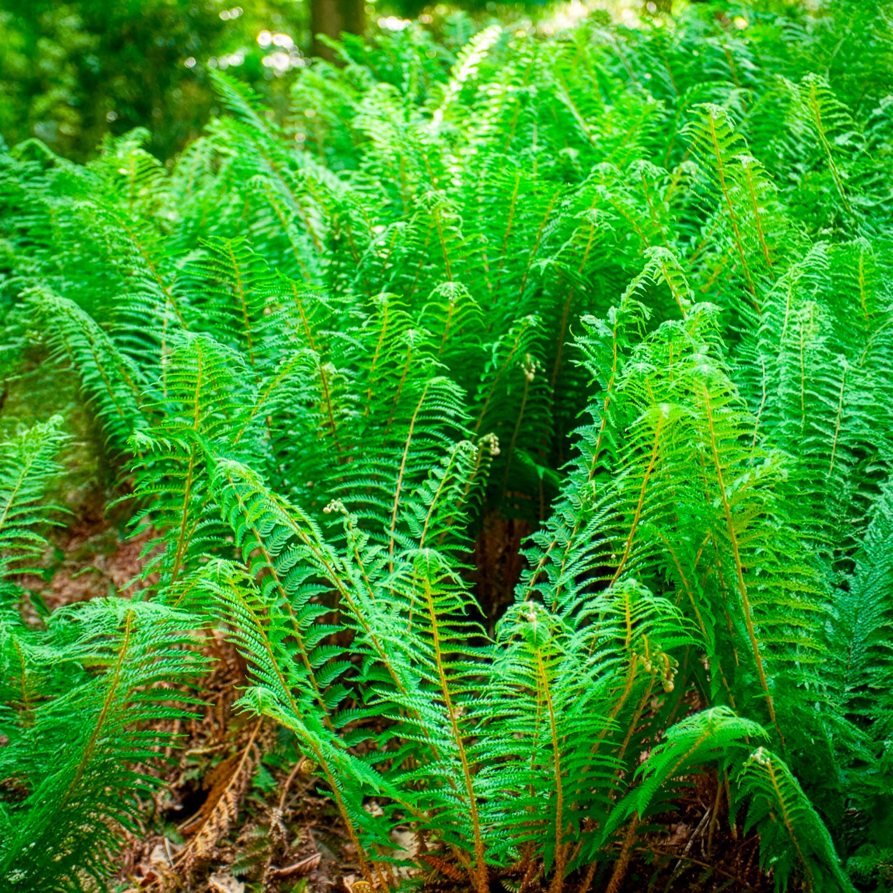 Aspidie à cils raides Dahlem - Fougère - Polystichum setiferum Dahlem - Bakker