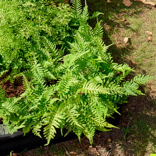 Polypode commun - Fougère - Bakker