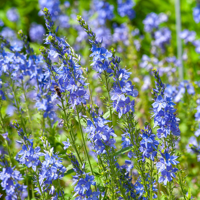 Veronica austriaca Royal Blue - Véronique d'Autriche Royal Blue - Véronique