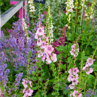 Molène Pink Domino - Bakker