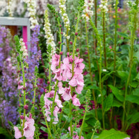 Verbascum Pink Domino - Molène Pink Domino - Vivaces fleuries