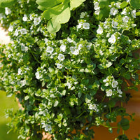3 Véronique rampante - Veronica repens - Bakker