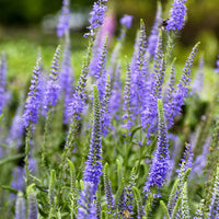 3 Véronique en épis - Veronica spicata - Bakker