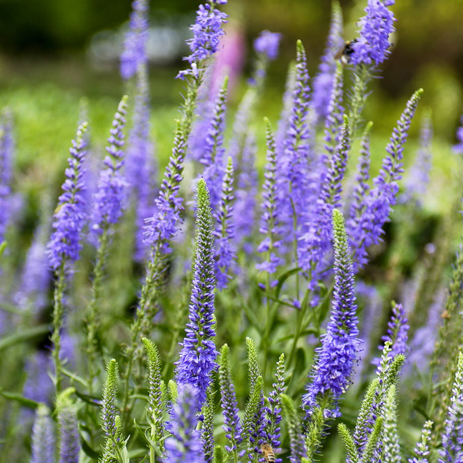 Véronique en épis - Veronica spicata - Bakker