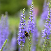 Veronica spicata - 3 Véronique en épis - Véronique