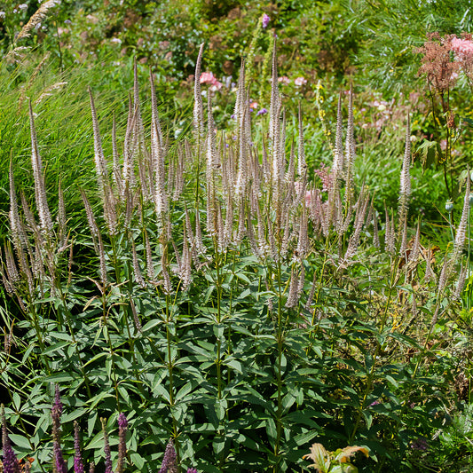 Véronique de Virginie Roseum - Bakker