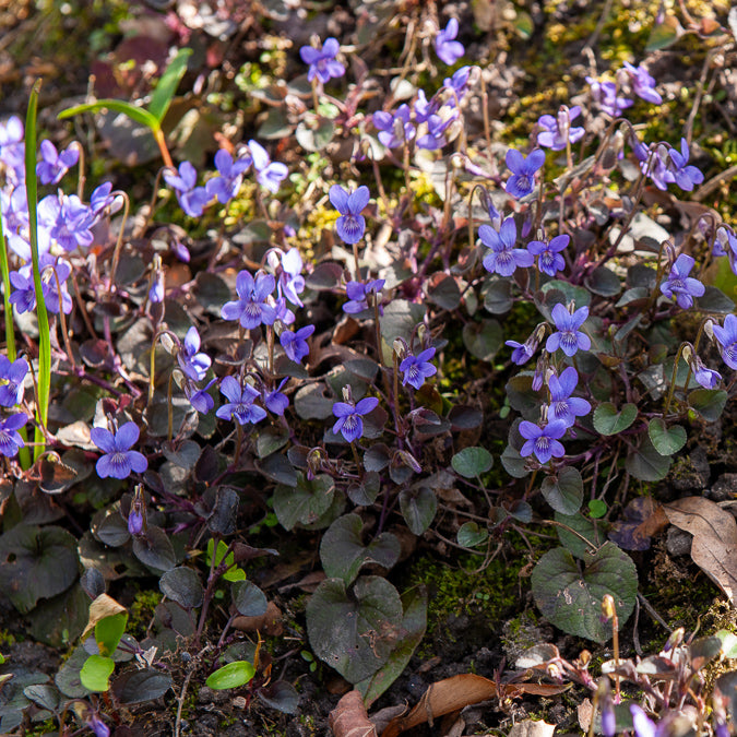 Plantes vivaces - 3 Violettes de Labrador - Viola labradorica