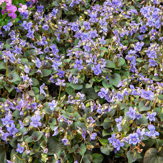 Violette de Labrador - Bakker