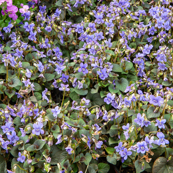 3 Violettes de Labrador - Bakker