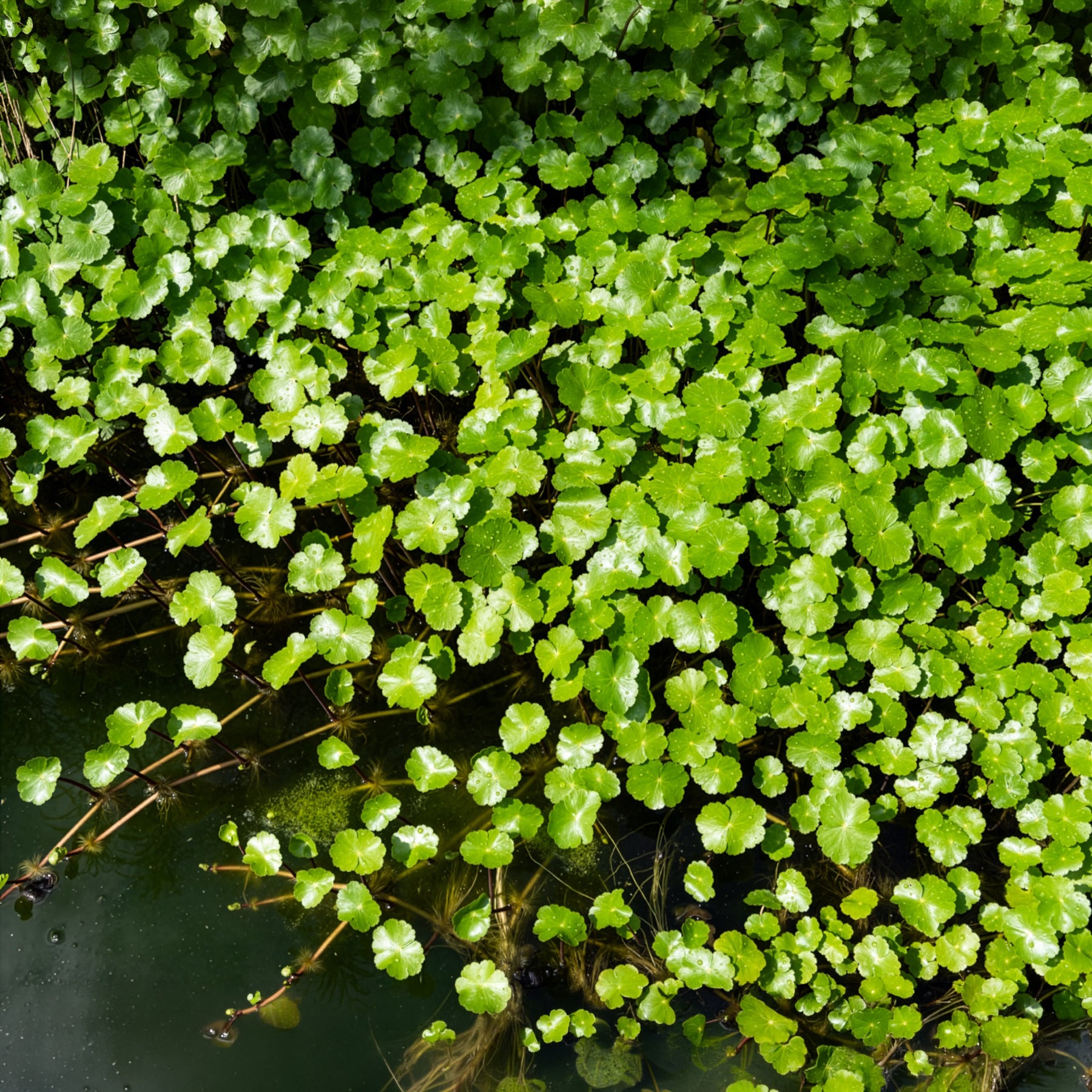 Ecuelle d'eau Herbe aux patagons - Bakker