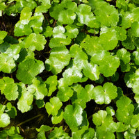 Vente Ecuelle d'eau Herbe aux patagons - Hydrocotyle vulgaris