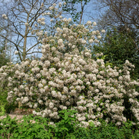 Vente Viorne de Burkwood - Viburnum burkwoodii