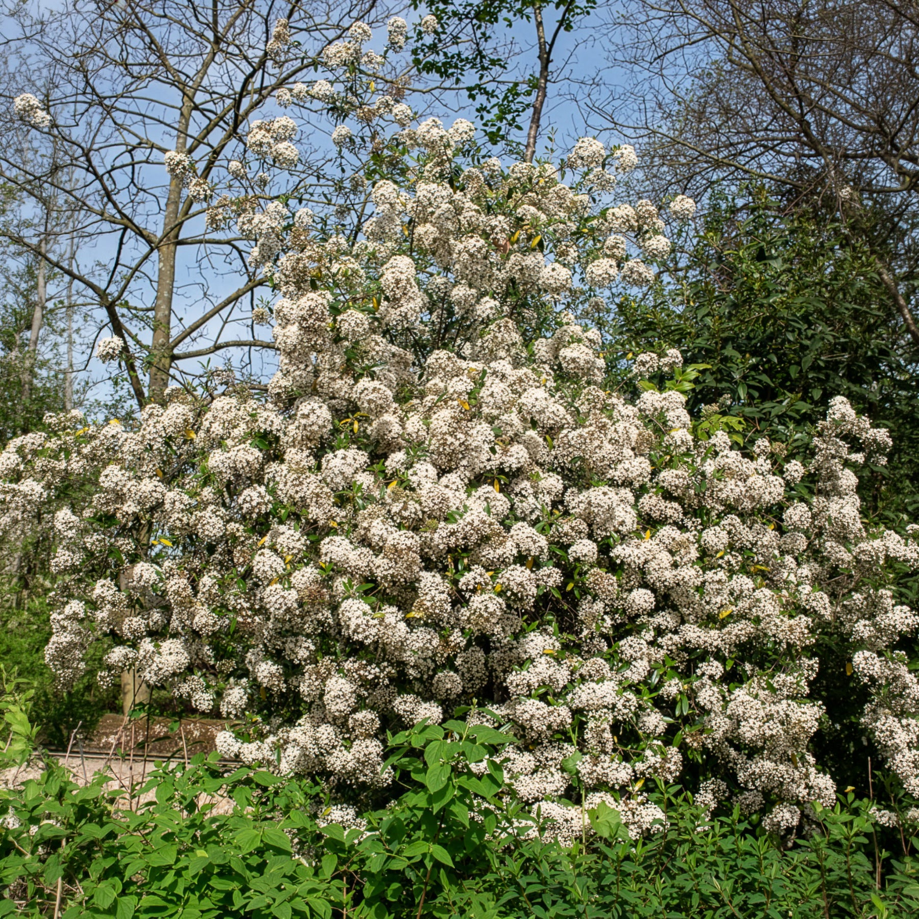 Vente Viorne de Burkwood - Viburnum burkwoodii