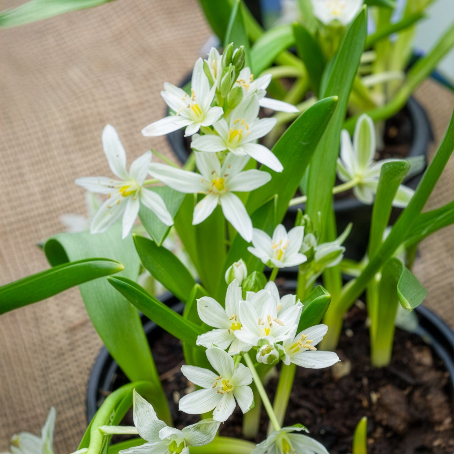 Ornithogalum balansae - 20 Ornithogales - Bulbes de printemps