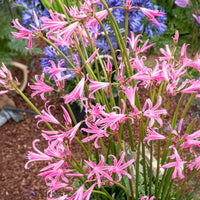 Amarine belladiva aphrodite - 4 Amarines belladiva aphrodite - Bulbes de printemps