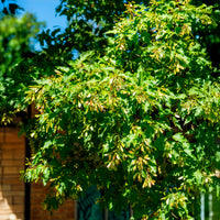 Vente Erable du fleuve Amour - Érable