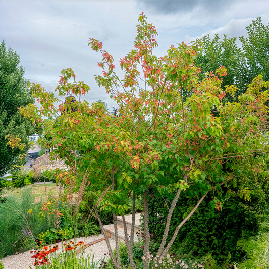 Erable du fleuve Amour - Bakker