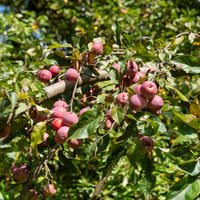 Vente Pommier d'ornement Liset - Malus 'liset'