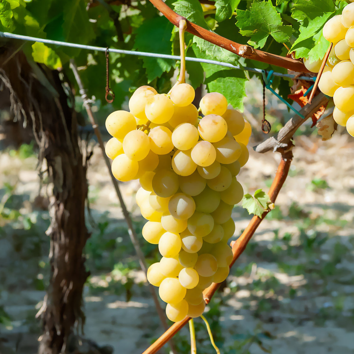 Vigne Italia - Vitis vinifera Italia - Bakker
