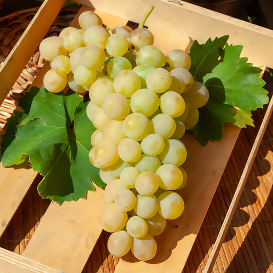 Vigne Italia - Bakker