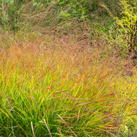 Graminées - Panic érigé Rehbraun - Panicum virgatum Rehbraun