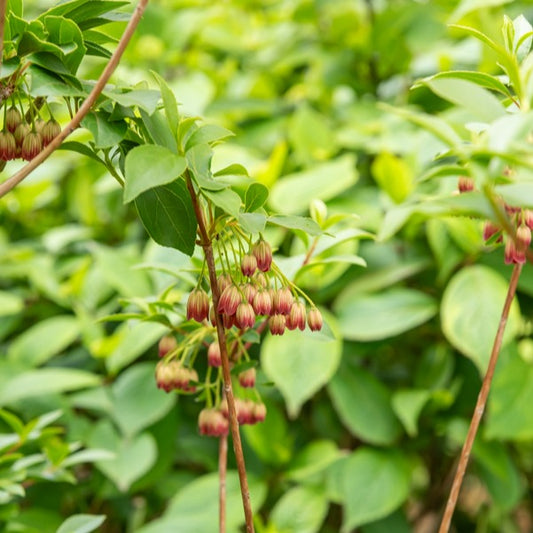 Andromède campanulée - Enkianthus campanulatus red bells - Terrasses et balcons