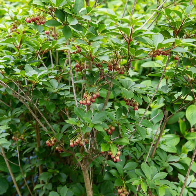 Andromède campanulée - Enkianthus campanulatus red bells - Bakker