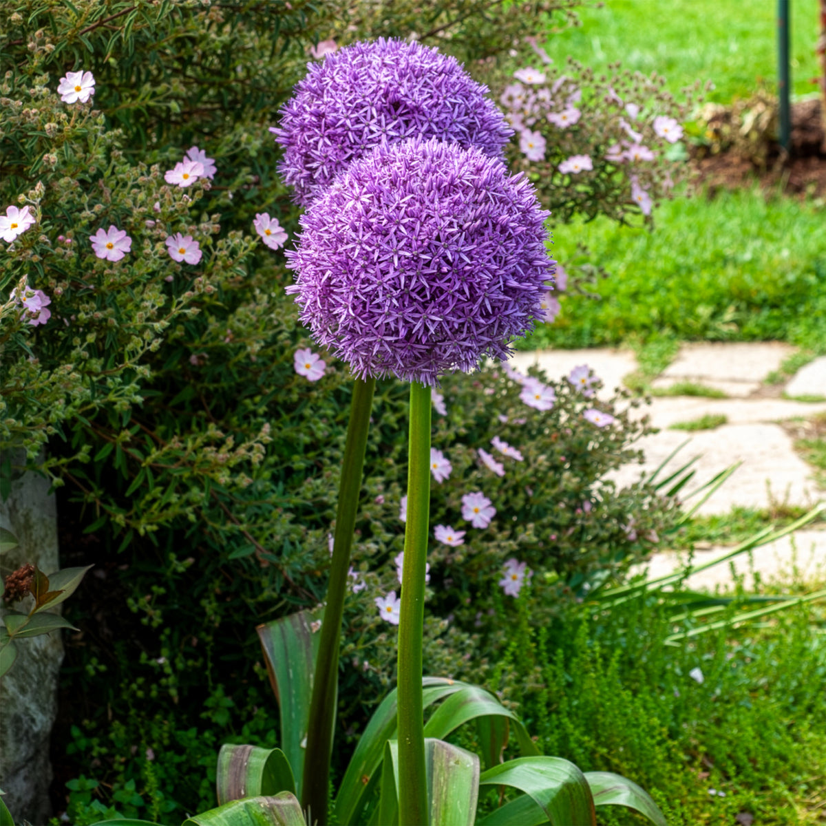 Ail géant de l'Himalaya - Allium giganteum - Bakker