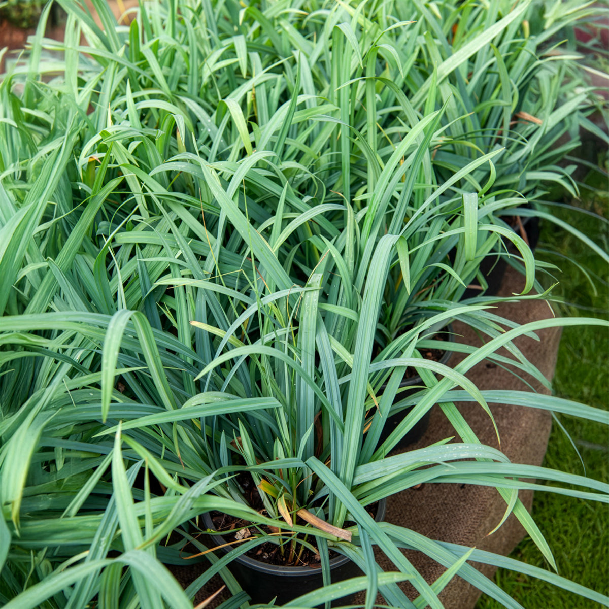 Laîche Bunny blue - Carex - Carex laxiculmis Bunny Blue - Bakker