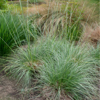 3 Fétuques mairei - Festuca mairei - Bakker