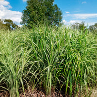 Vente Eulalie Malepartus