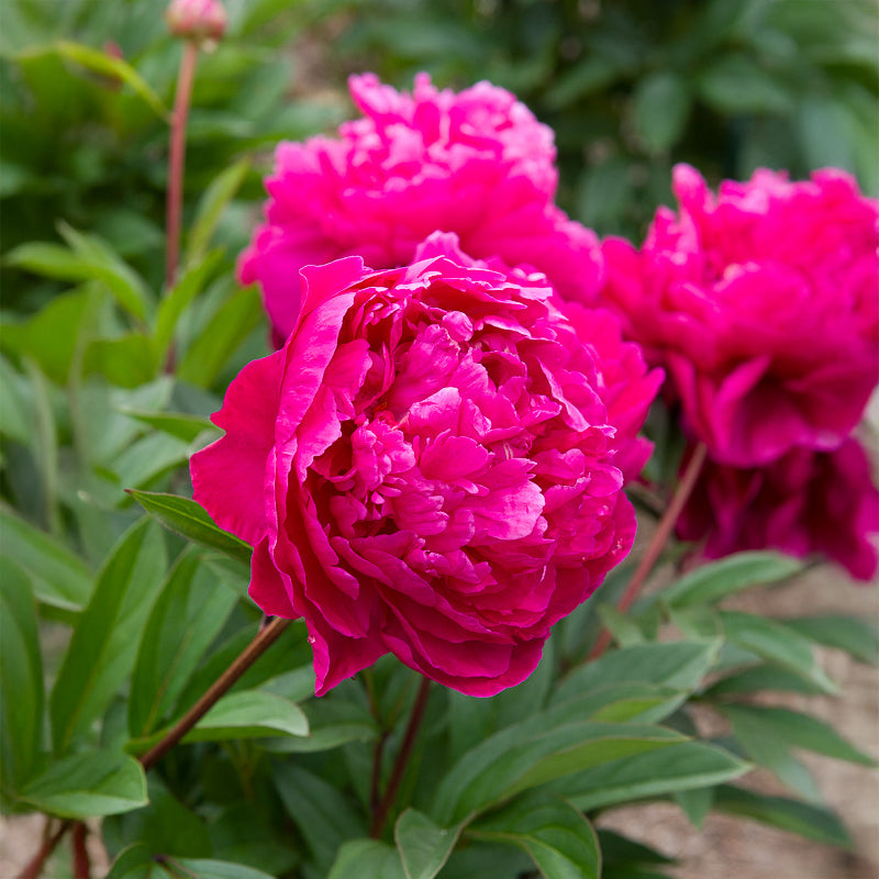 Pivoine de Chine Felix Crousse - Bakker