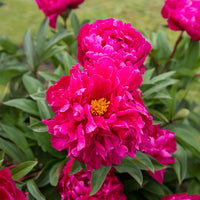 Pivoine de Chine Felix Crousse - Paeonia felix crousse - Bakker