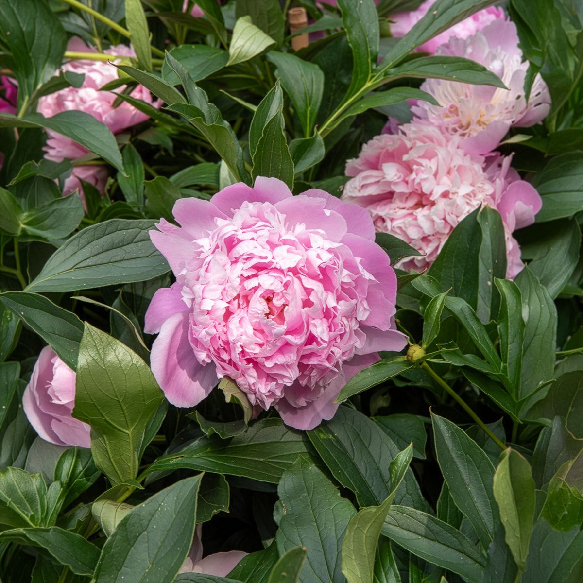Pivoine de Chine Monsieur Jules Elie - Bakker
