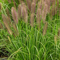 Herbe aux écouvillons Japonicum - Pennisetum - Pennisetum alopecuroides japonicum - Bakker