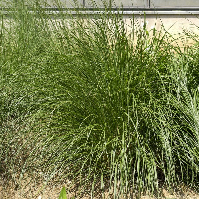 Herbe aux écouvillons Japonicum - Pennisetum - Bakker.com | France