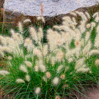 Pennisetum - Herbe aux écouvillons Little Bunny - Pennisetum - Pennisetum alopecuroides Little Bunny