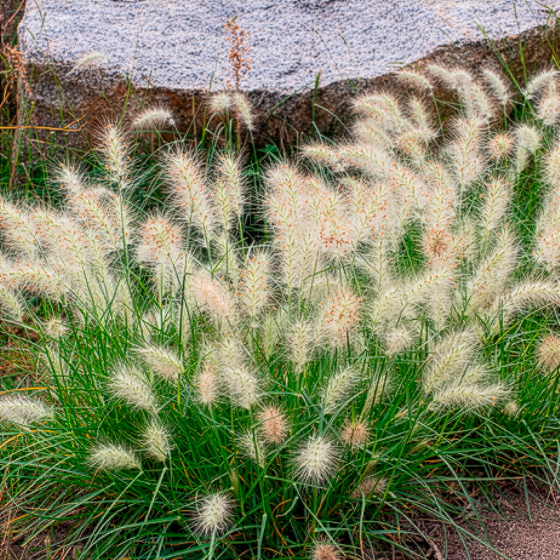 Pennisetum - Herbe aux écouvillons Little Bunny - Pennisetum - Pennisetum alopecuroides Little Bunny