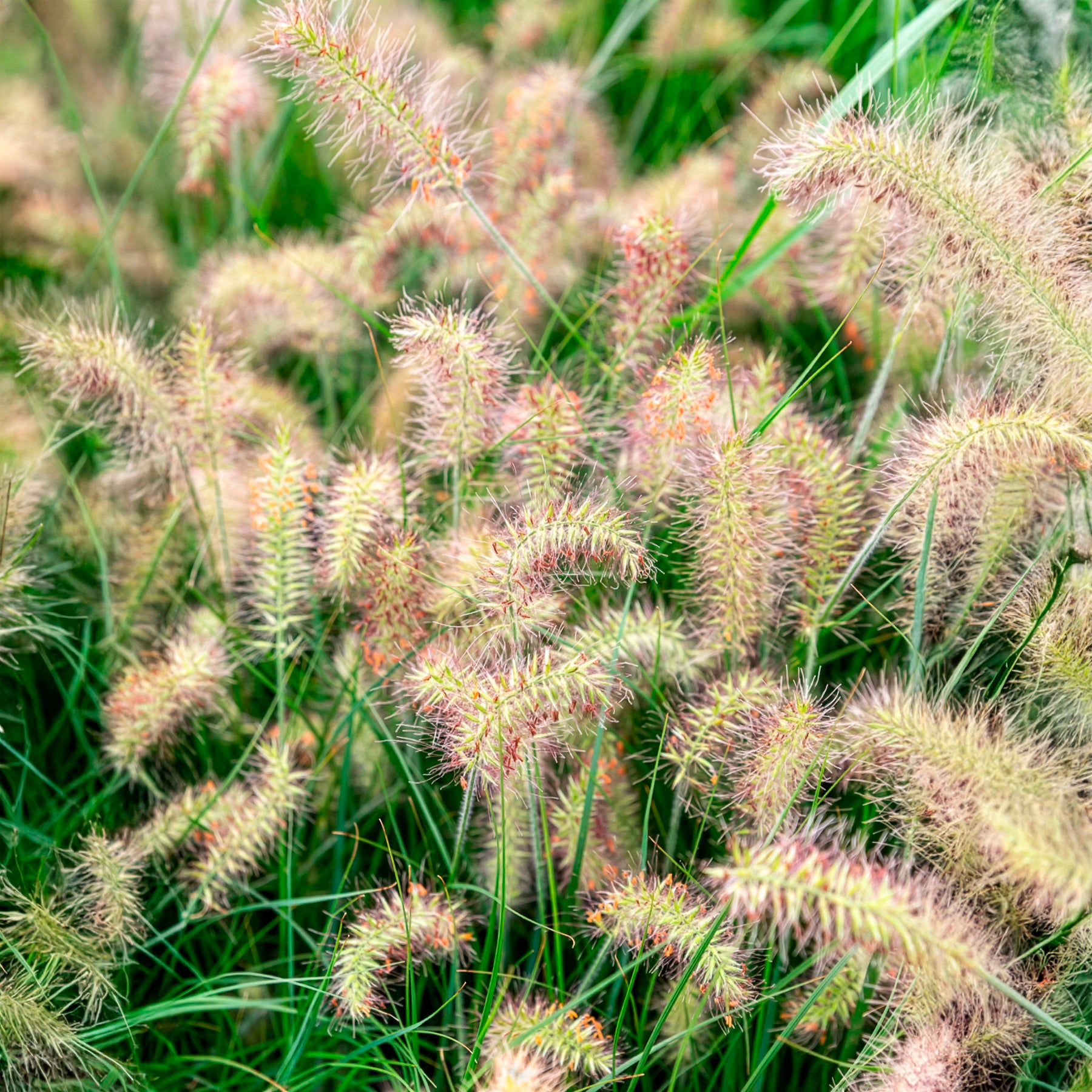 Herbe aux écouvillons Little Bunny - Pennisetum - Pennisetum alopecuroides Little Bunny - Bakker