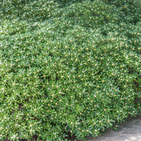 Pittosporum tobira - Arbustes à feuillage persistant - Bakker