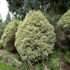 Pittosporum tenuifolium variegatum - Pittosporum tenuifolium variegatum - Arbustes