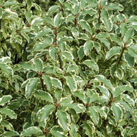 Pittosporum tenuifolium variegatum - Pittosporum tenuifolium variegatum - Arbustes à feuillage persistant