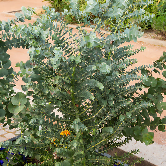 Eucalyptus cendré Silver Dollar - Bakker