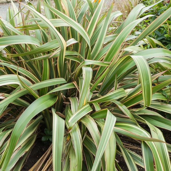 Lin de Nouvelle-Zélande tricolore - Phormium tricolor - Terrasses et balcons