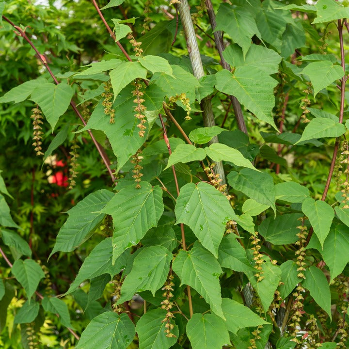 Acer davidii