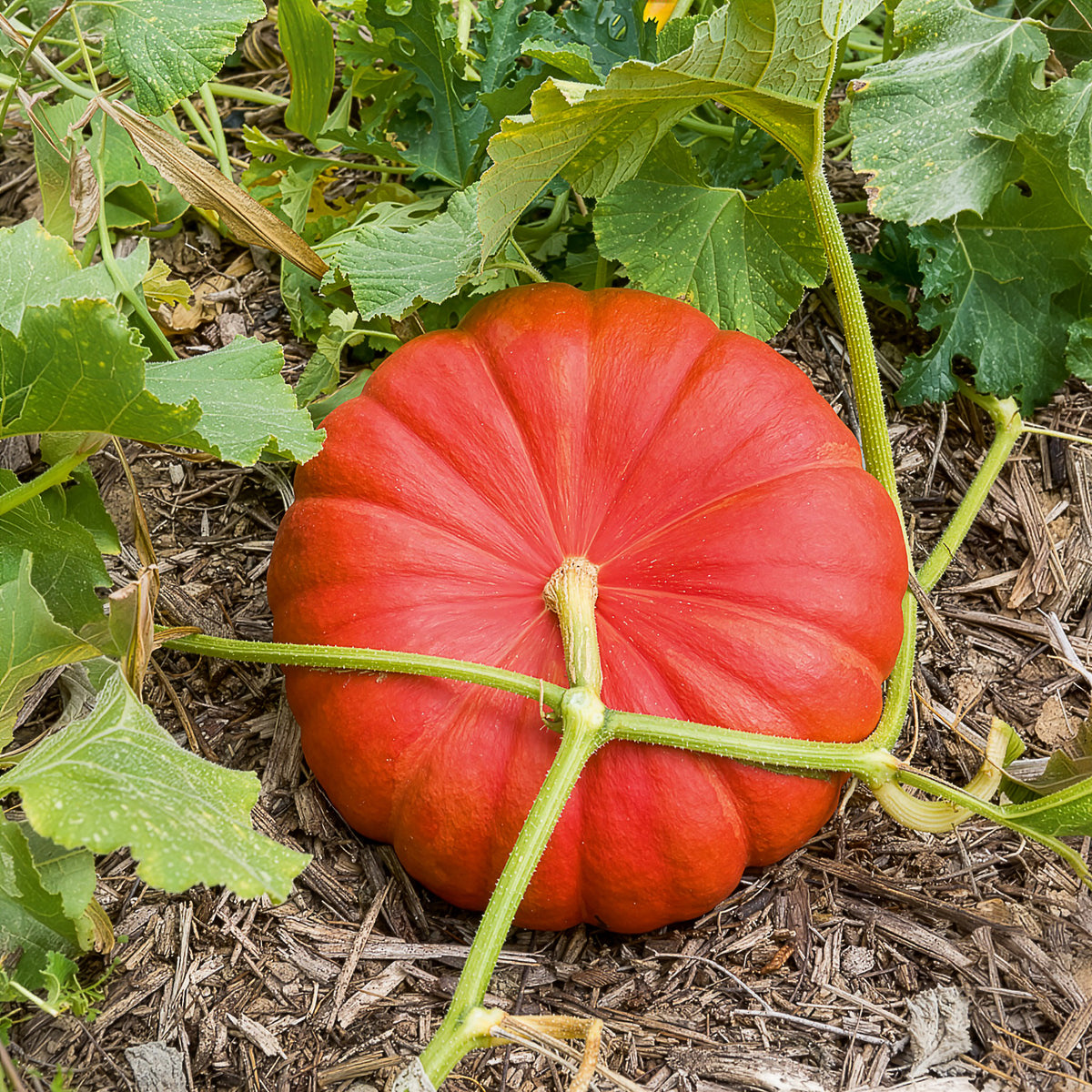 Plant Potiron - Bakker