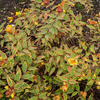 Millepertuis de Moser Tricolor - Hypericum x moserianum 'tricolor' - Bakker