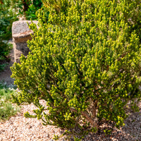 Olearia nummulariifolia - Bakker